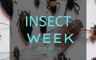 Insect Week 20 – 26 June 2022