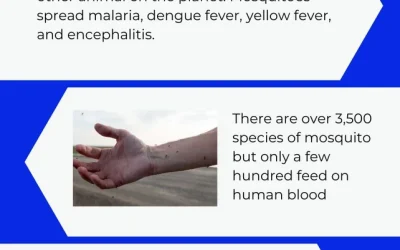 5 facts about mosquitoes you may not know!